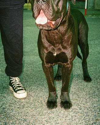 Cane Corso Per Monta