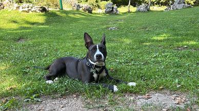 Cucciola Amstaff 5 mesi, vaccinata con chip