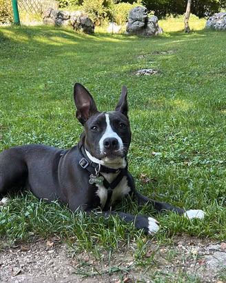Cucciola Amstaff 5 mesi, vaccinata con chip