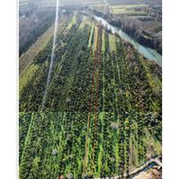 Arancento via delle terme Castelforte