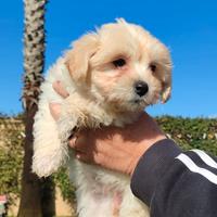 Maltipoo