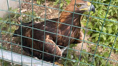 Aquila reale
