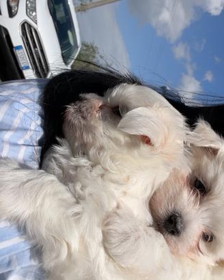 Cuccioli di cane taglia piccola