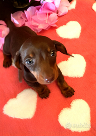 Femminuccia bassotto tedesco Pedigree