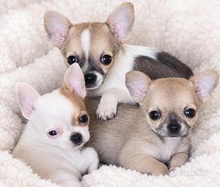 Chihuahua Toy