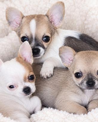 Chihuahua Toy