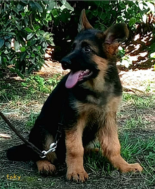 Pastore tedesco altissima genealogia