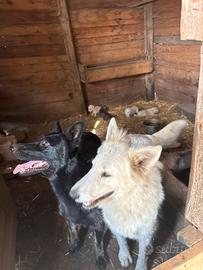 Cuccioli pastore svizzero e pastore tedesco
