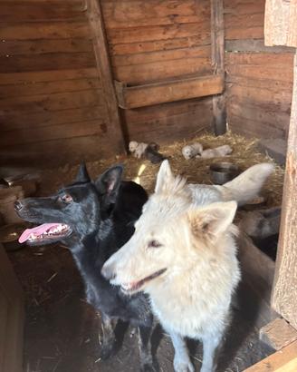 Cuccioli pastore svizzero e pastore tedesco