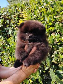 Spitz tedesco nano pomerania