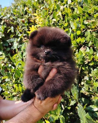 Spitz tedesco nano pomerania