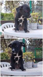 Cuccioli Amstaff American Staffordshire Terrier