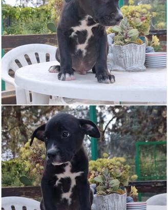 Cuccioli Amstaff American Staffordshire Terrier