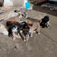 Cuccioli pastoremaremmano