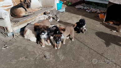 Cuccioli pastoremaremmano