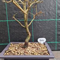 Bonsai di Corniolo ( Cornus Mas ) 304