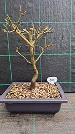 Bonsai di Corniolo ( Cornus Mas ) 304