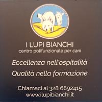 Dog sitter qualificata e asilo giornaliero