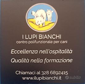 Dog sitter qualificata e asilo giornaliero