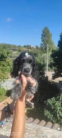 Cocker cuccioli