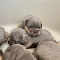 Cuccioli di bulldog francese lilac