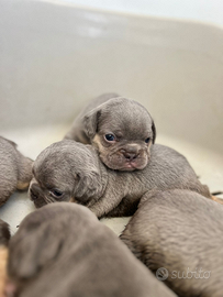 Cuccioli di bulldog francese lilac