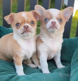 Cucciole chihuahua