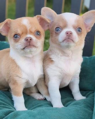 Cucciole chihuahua