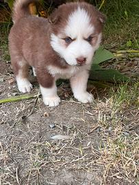 Splendidi cuccioli Siberian Husky