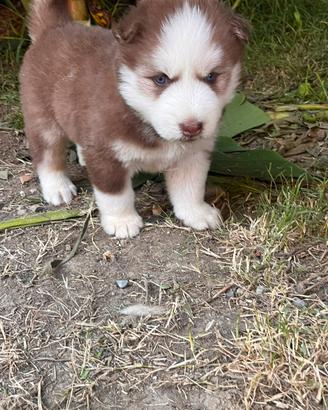Splendidi cuccioli Siberian Husky