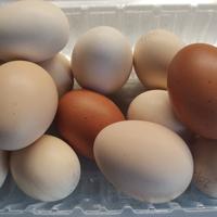 Uova fresche