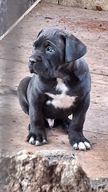 Cuccioli cane corso