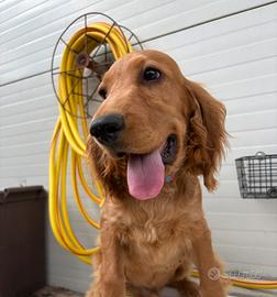 Cocker spaniel