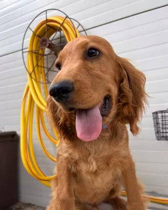 Cocker spaniel