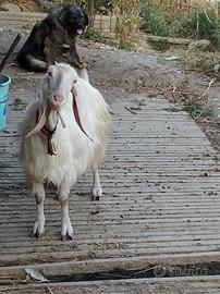 Capra