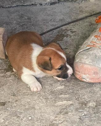 Cucciola di jack russell