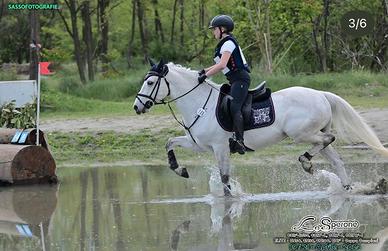 Vendita doppio pony