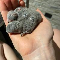 Inseparabili allevati a mano