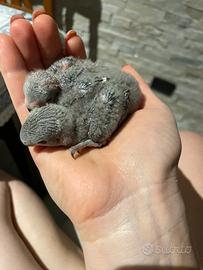 Inseparabili allevati a mano