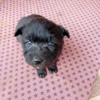 Cuccioli Pastore Bergamasco