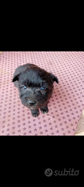 Cuccioli Pastore Bergamasco