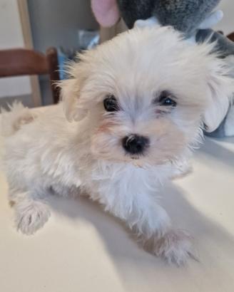 Maltese cucciolo maschietto