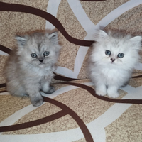 Gattini persiani chinchilla silver