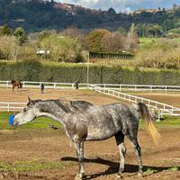 Cavallo da compagnia