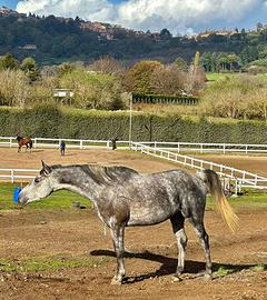 Cavallo da compagnia