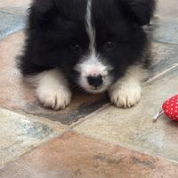 Border collie