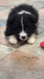 Border collie