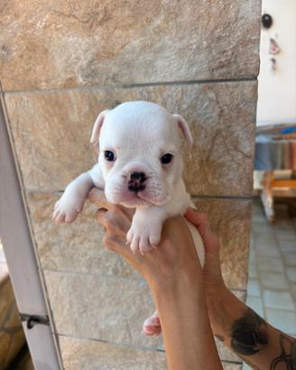Bulldog inglesi