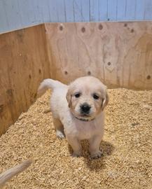 Golden retriver