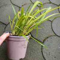 falangio , nastrino ,pianta ragno variegata o verd